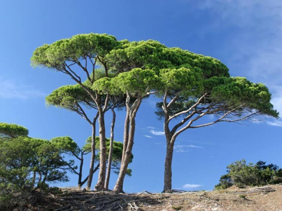 Le Petit Cote Ouest - Appt Dans Les Pins Pres De La Plage レ・サ​​ーブル・ドロンヌ エクステリア 写真