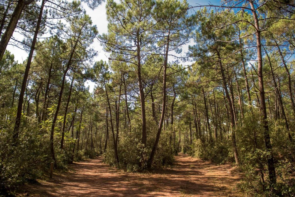 Le Petit Cote Ouest - Appt Dans Les Pins Pres De La Plage レ・サ​​ーブル・ドロンヌ エクステリア 写真